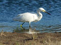 Snowy egret at Fort Cronkhite, Golden Gate National Recreation Area