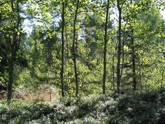 Center Park in Espoo Finland