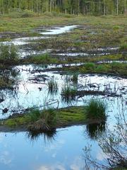 Dried flood pond in Centrepark of Espoo, 2006.