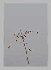 Birds resting on a bamboo stick