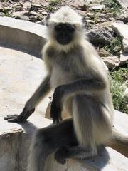 Indian road monkey sitting on a guardrail