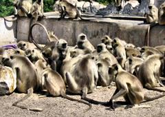 monkeys by the side of a road