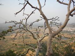 Top view of Ajmer city amidst trees