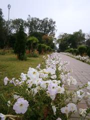 Gol Bagh Ludhiana garden view