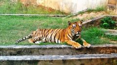 Tiger in Ludhiana Zoo tiger safari