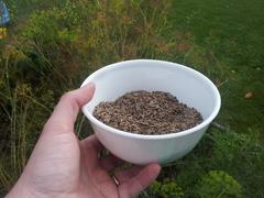 bowl of dill seed