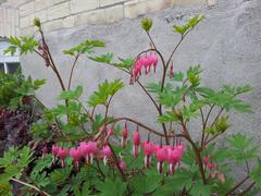 Bleeding Hearts flowers in full bloom in a garden