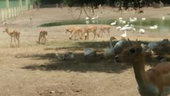 Blackbuck in Mathura