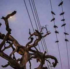 Pigeons resting on powerlines at dusk in Mathura, India