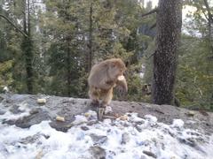 Monkey eating cake in Northern Pakistan