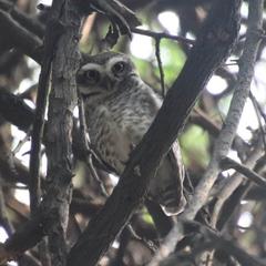 Indian Spotted Owlet Athene brama near Lalbagh Hill in Bangalore