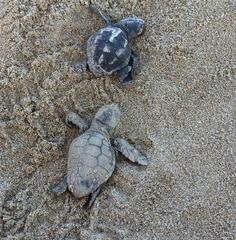 baby turtle on sandy beach