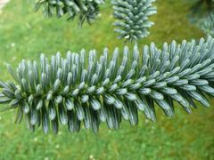 Abies pinsapo tree in the Arboretum de Chèvreloup