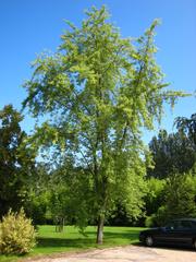 Acer saccharinum 'Wieri' in Arboretum de Chèvreloup, Rocquencourt