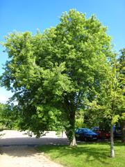 Acer saccharinum pyramidalis in Arboretum de Chèvreloup, Rocquencourt