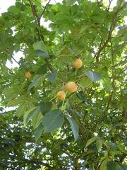 Aesculus × carnea 'brioti' fruit