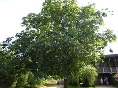 Aesculus × carnea 'brioti' tree at Arboretum de Chèvreloup