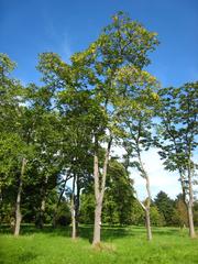 Ailanthus altissima tree in Arboretum de Chèvreloup, Rocquencourt