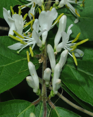 Amur Honeysuckle flowers close-up