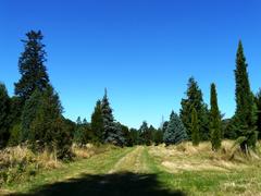 lush green arboretum with trees and pathways