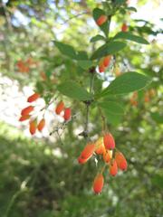 Berberis sp. fruits