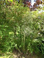 Berberis species in Arboretum de Chèvreloup