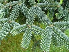 Abies pinsapo tree at Arboretum de Chèvreloup in Rocquencourt