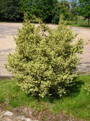 Buxus sempervirens 'argenteovariegata' in Arboretum de Chèvreloup