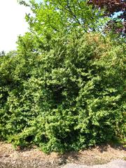 Buxus sempervirens tree in Arboretum de Chèvreloup, Rocquencourt