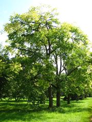 Toona sinensis tree in the Arboretum de Chèvreloup