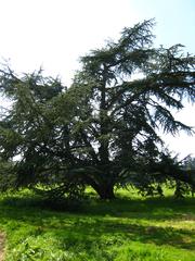 Cedrus atlantica in Arboretum de Chèvreloup