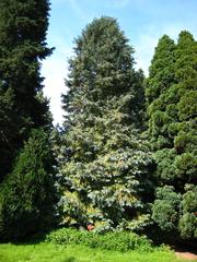 Chamaecyparis lawsoniana tree in Arboretum de Chèvreloup