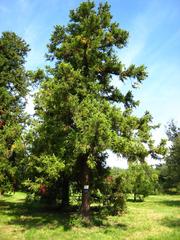 Cryptomeria japonica tree