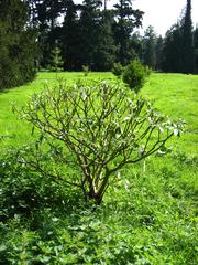 Edgeworthia chrysantha flower in Arboretum de Chèvreloup, Rocquencourt