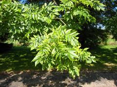 Fraxinus excelsior leaves