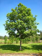 Fraxinus excelsior tree in Arboretum de Chèvreloup