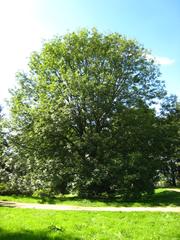 Fraxinus excelsior tree at the Arboretum de Chèvreloup