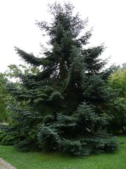 Abies pinsapo at Arboretum de Chèvreloup, Rocquencourt