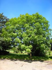 Fraxinus excelsior tree in Arboretum de Chèvreloup