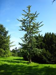 Ginkgo biloba in the Arboretum de Chèvreloup, Rocquencourt