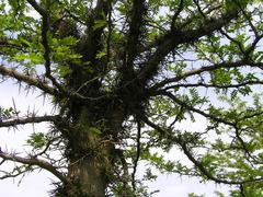 Trunk of Gleditsia ×texana in the arboretum of Chèvreloup