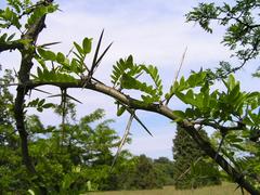 Leaves and spines of Gleditsia ×texana