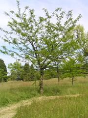 Gleditsia ×texana tree in the arboretum of Chèvreloup, Rocquencourt, Yvelines