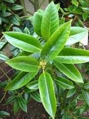 Ilex latifolia leaves and fruits