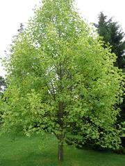 Liriodendron tulipifera 'Aureomarginatum' in Arboretum de Chèvreloup