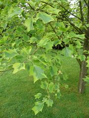 Liriodendron tulipifera 'Aureomarginatum' tree