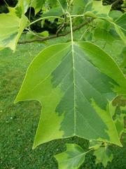 Liriodendron tulipifera 'Aureomarginatum'