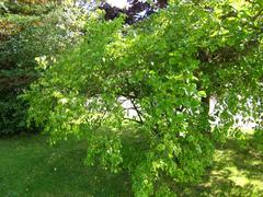 Lonicera maackii plant