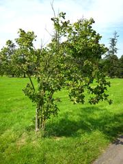 Acanthopanax wardii plant in Arboretum de Chèvreloup, Rocquencourt