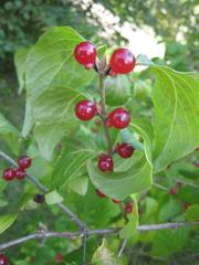 Lonicera maackii fruits